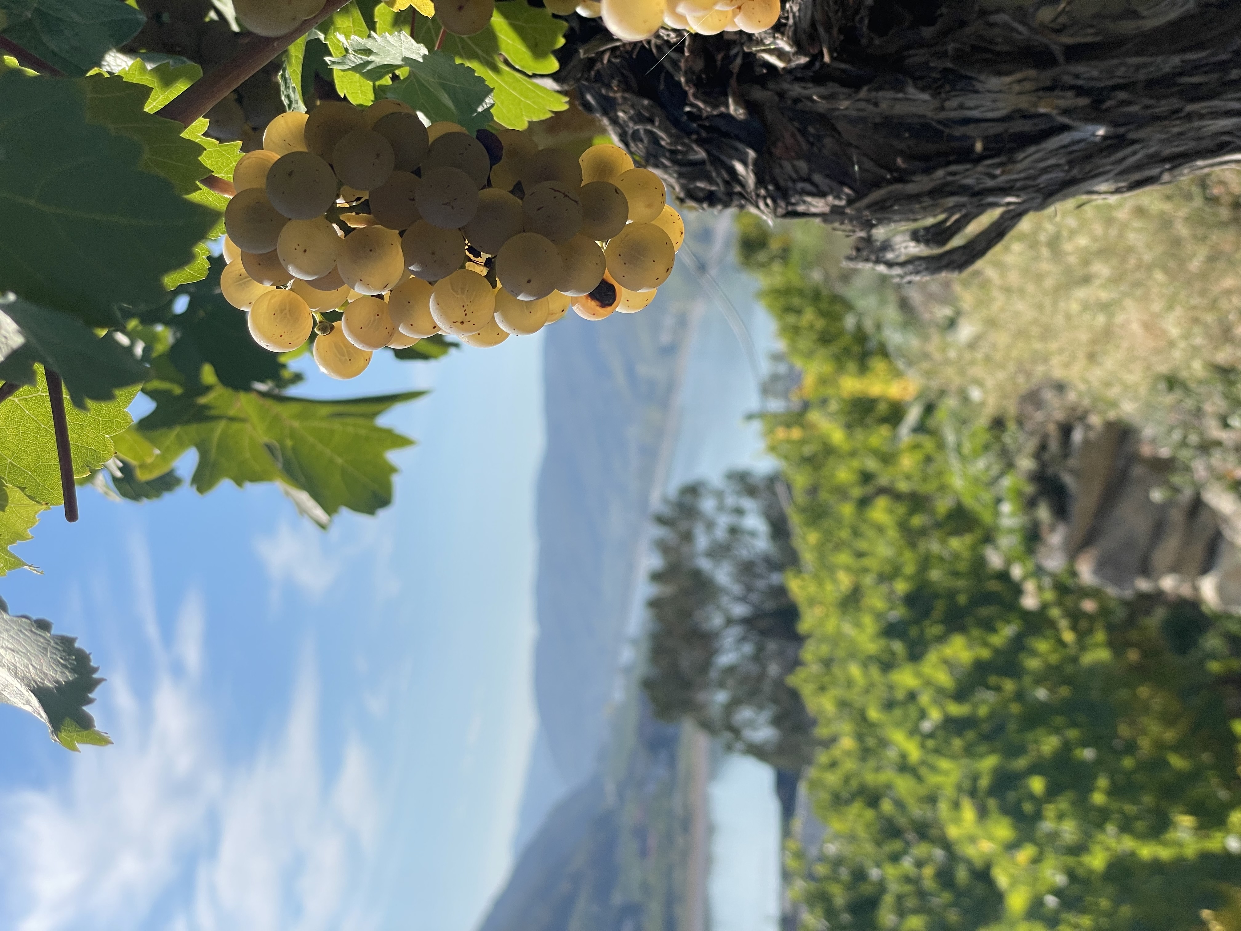 Riesling
