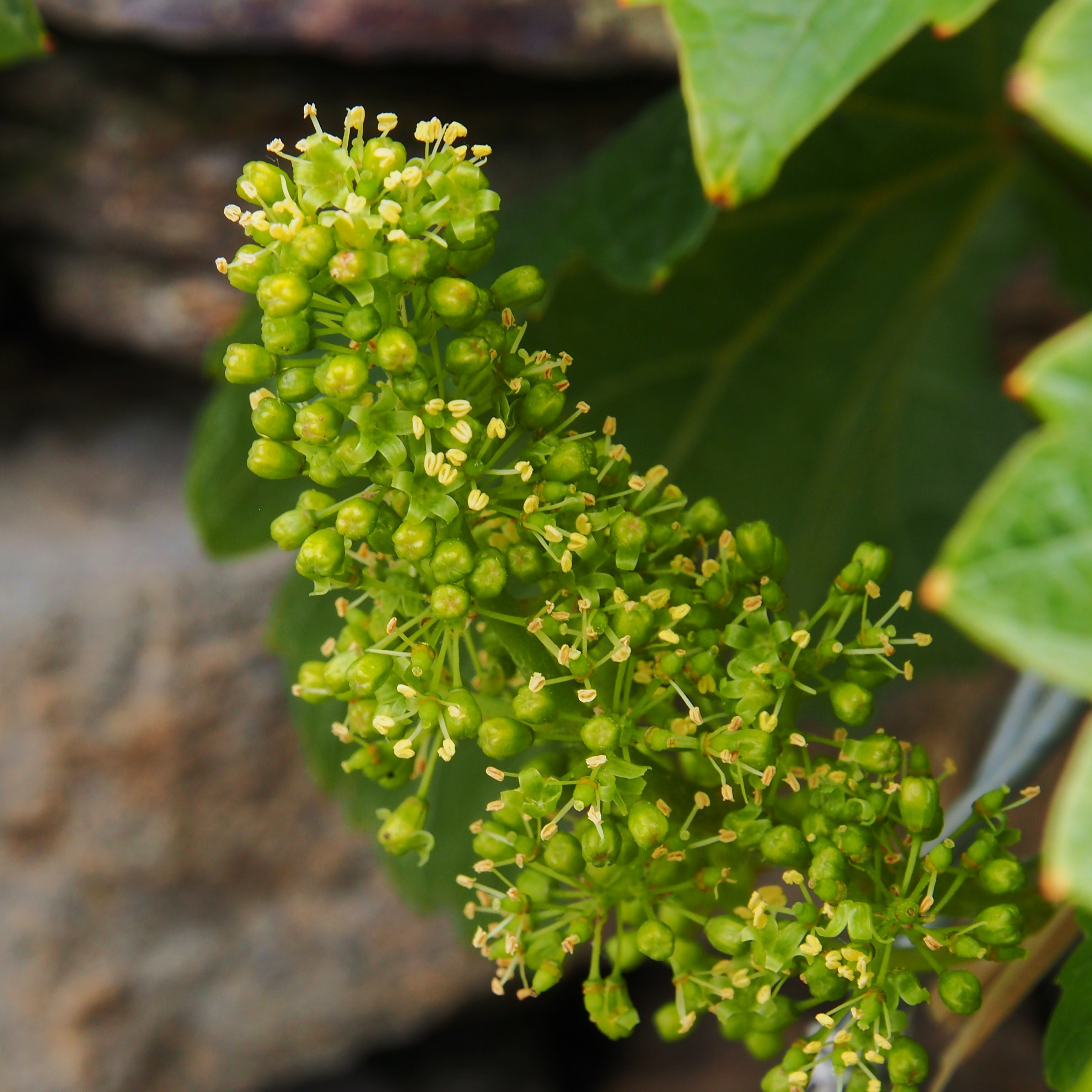 Grüner Veltliner